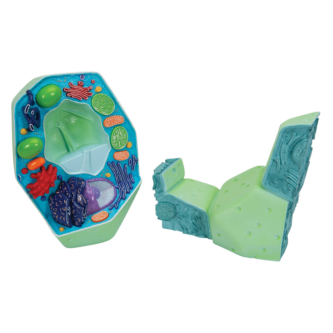 3B SCIENTIFIC Pflanzliche Zelle 10'000fach (R05)