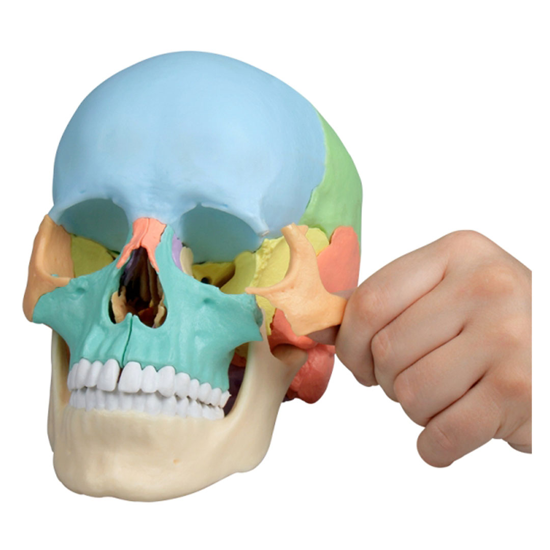ERLER ZIMMER Osteopathie-Schädelmodell, 22-teilig, didaktische Ausführung - EZ Augmented Anatomy