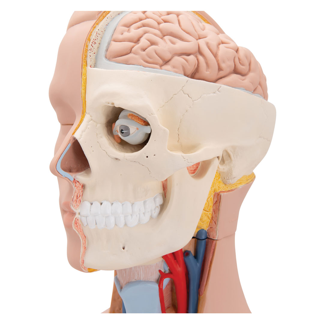 3B SCIENTIFIC Torso mit Kopf, 12-teilig, geschlechtslos (B09)