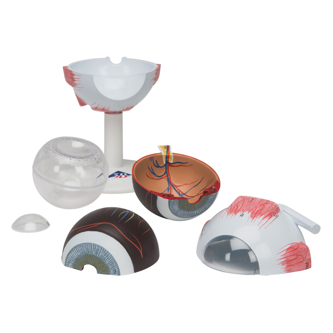 3B SCIENTIFIC Auge, 3-fache Grösse, 6-teilig (F15)