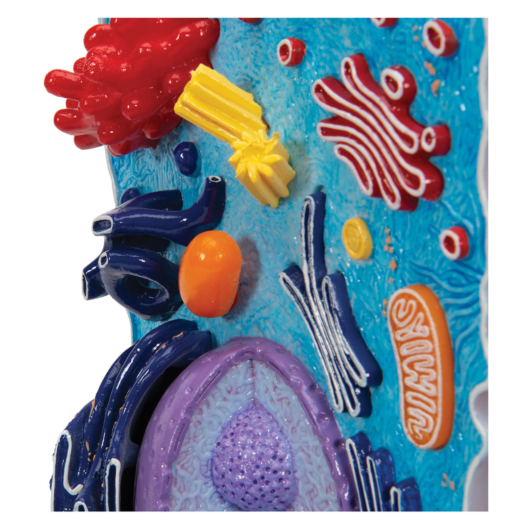 3B SCIENTIFIC Tierische Zelle, 2-teilig (R04)