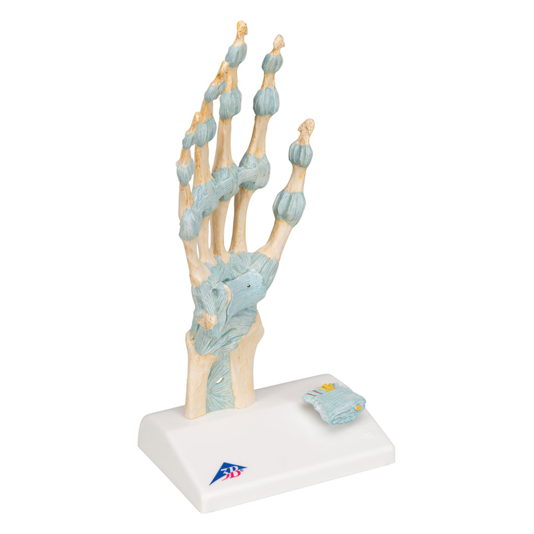 3B SCIENTIFIC Handskelett mit Bändern+Karpaltunnel (M33), 3-teilig
