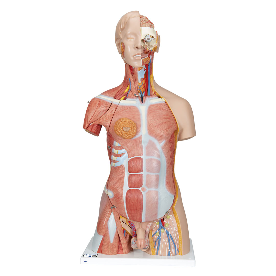 3B SCIENTIFIC Torso m.Kopf, Super-Muskel-Torso, 30 T. (B40)