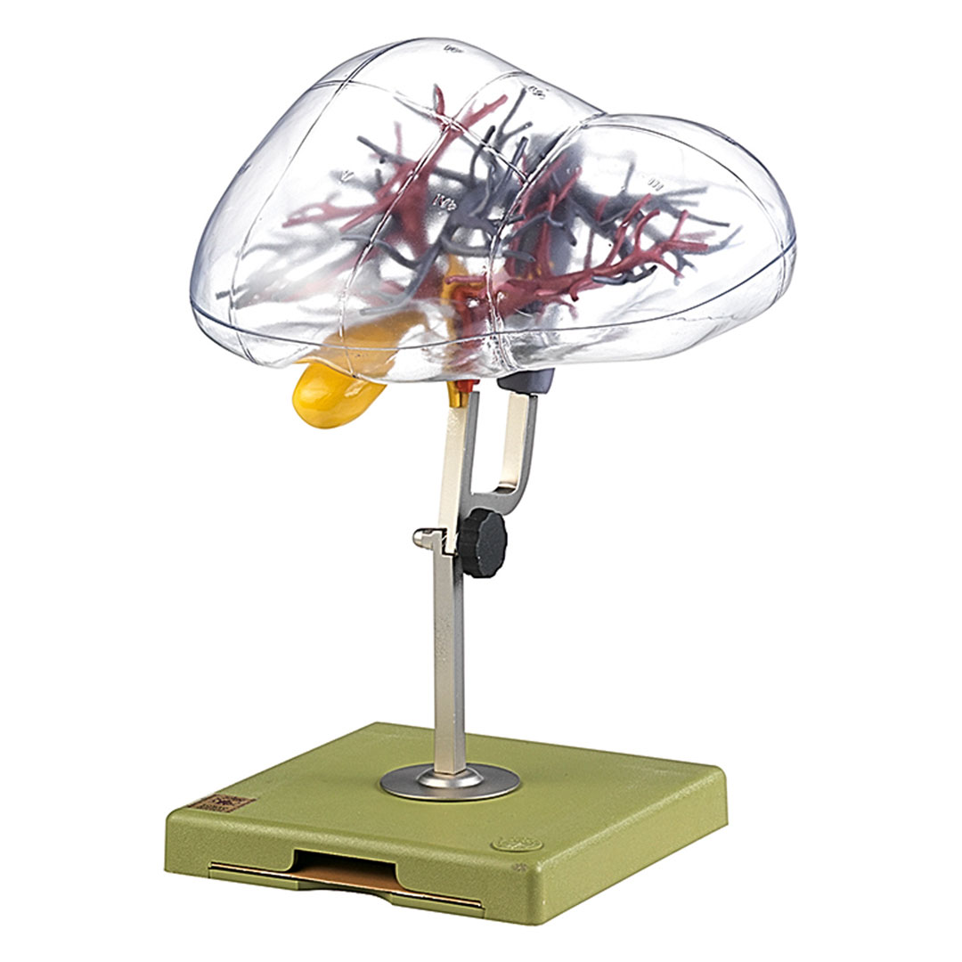 SOMSO® Chirurgische Segmenteinteilung der Leber*