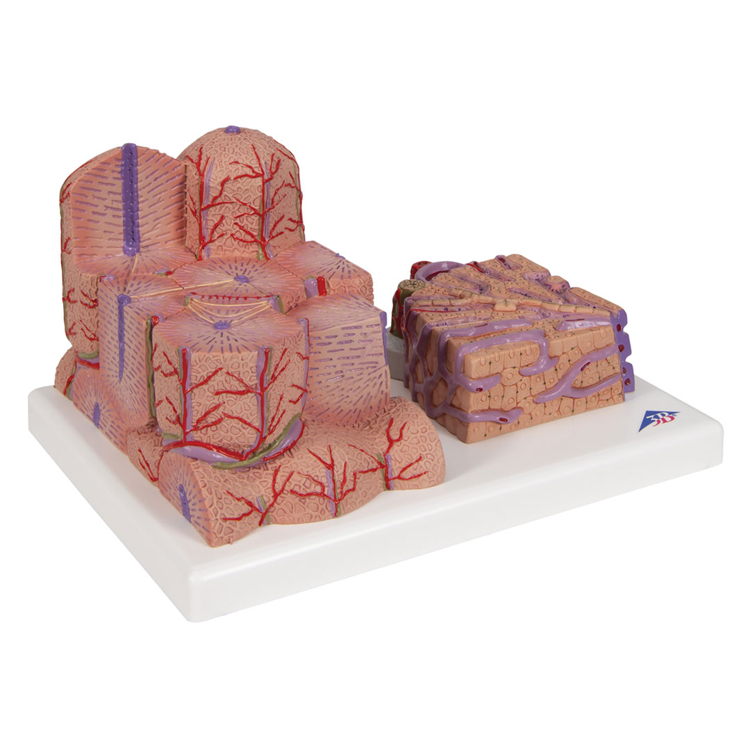 3B SCIENTIFIC Leber, MICROanatomy (K24)
