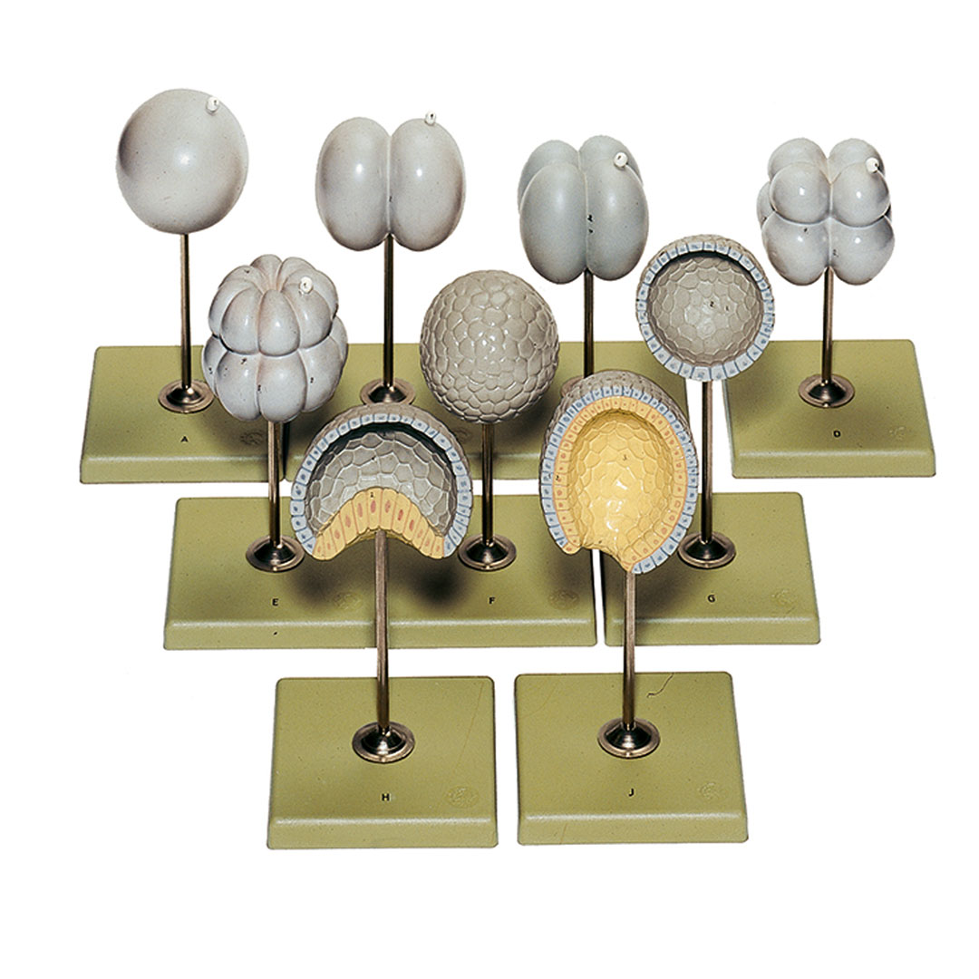 SOMSO® Äquale Eifurchung/Keimbl.bildung, 9 Mod.