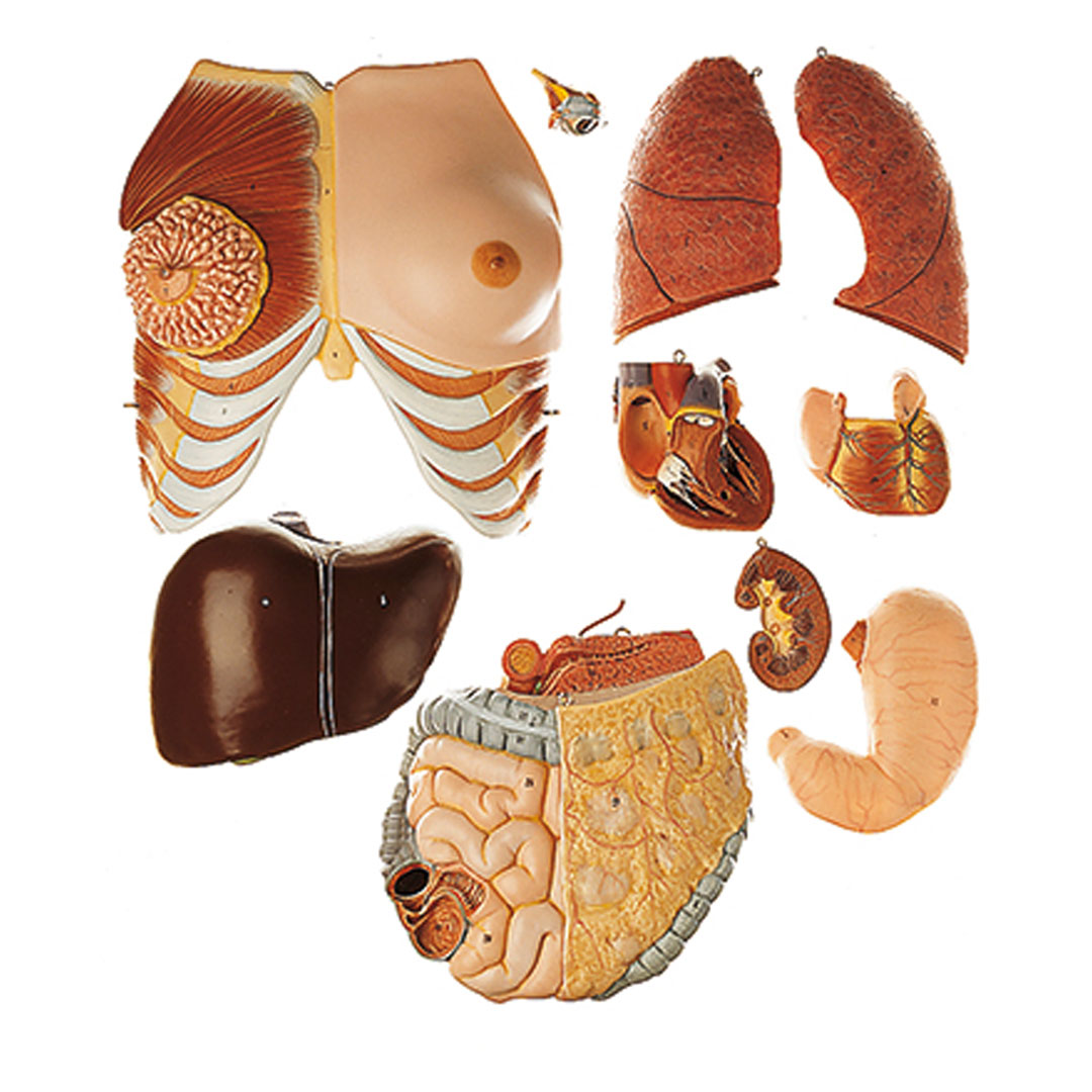 SOMSO® Torso mit Kopf, 2-geschlechtlich* SOMSO® Torso mit Kopf, 2-geschlechtlich*