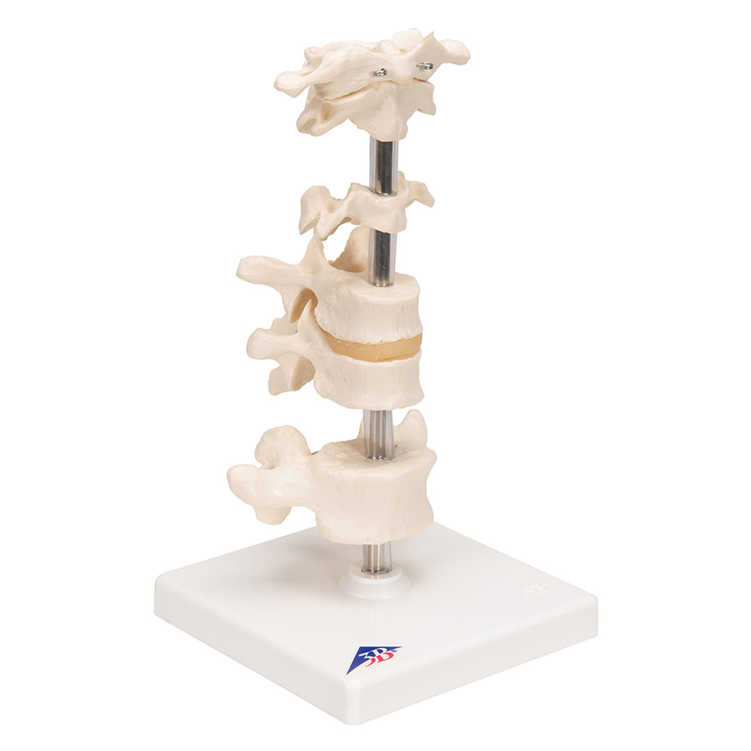 3B SCIENTIFIC Wirbel, 6Stück (A75)