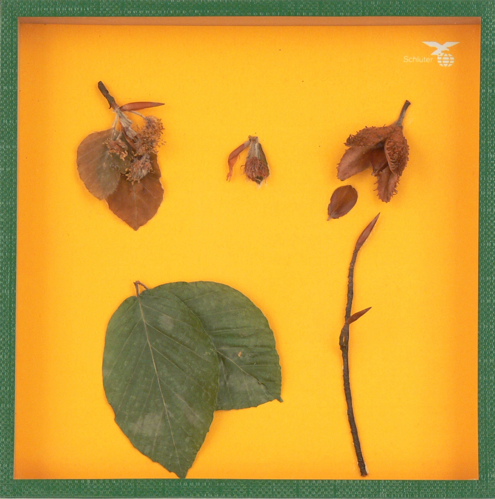 Rotbuche, Schaukasten 17,5x17,5cm