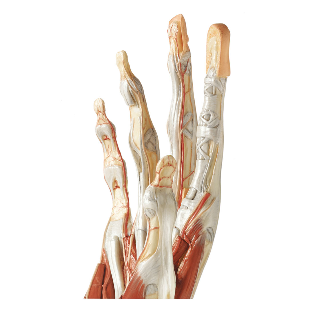 SOMSO® Chirurgisches Handmodell