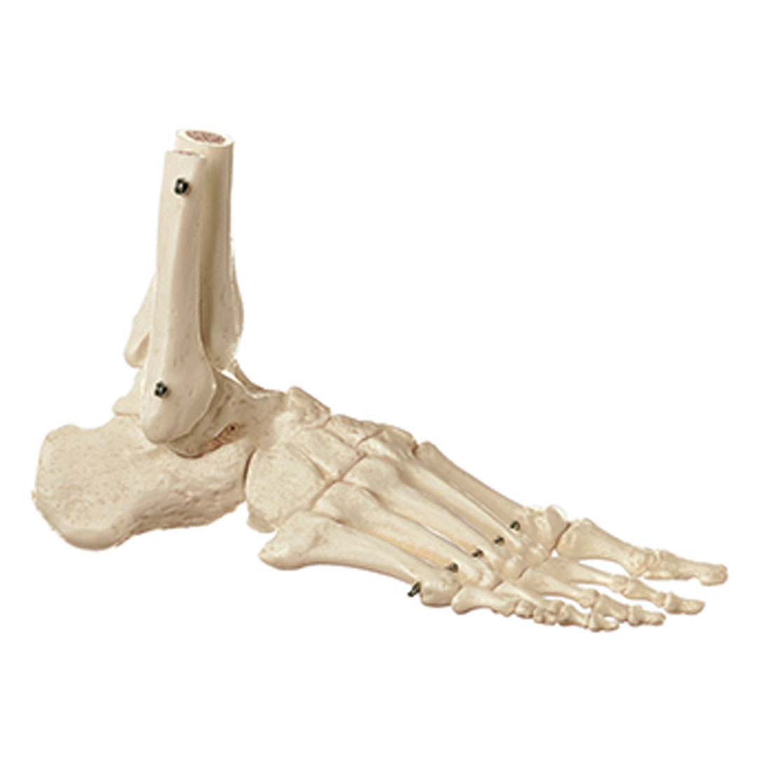 SOMSO® Fuss-Skelett, rechts (starr)