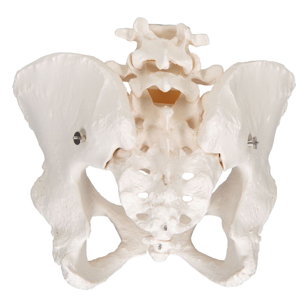 3B SCIENTIFIC Weibliches Becken, Skelett (A61)
