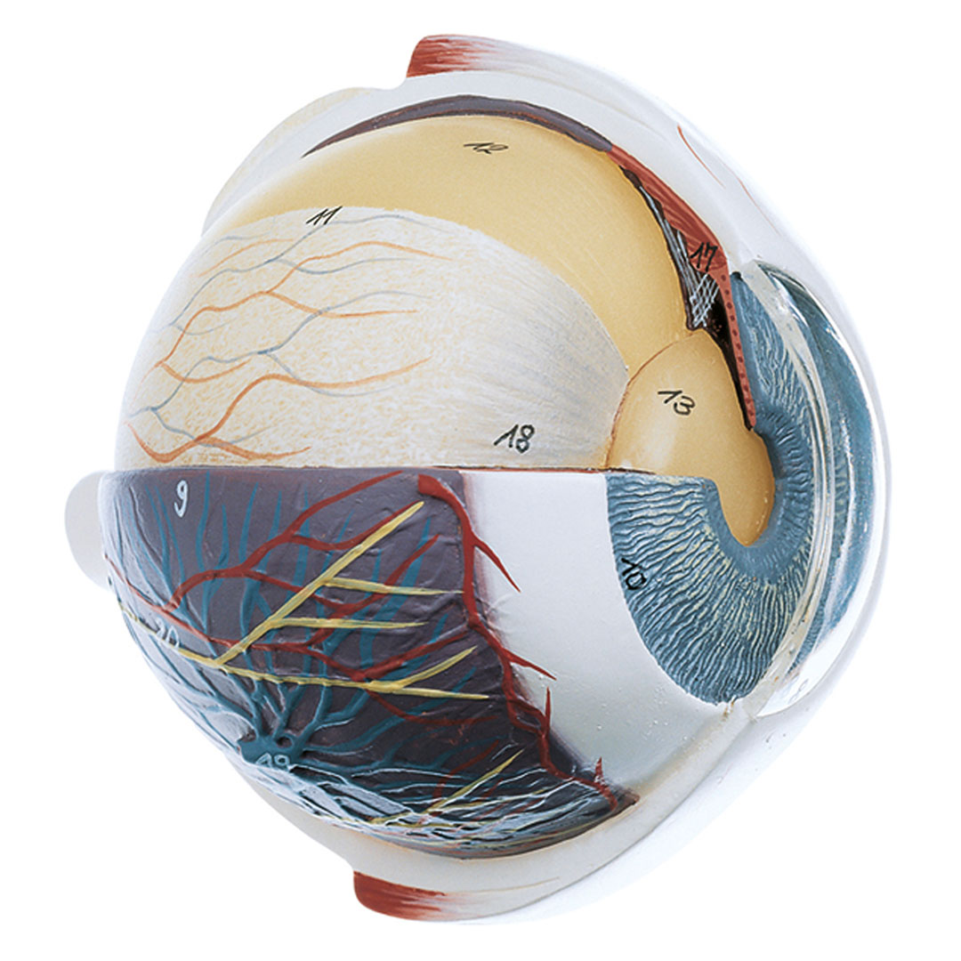 SOMSO® Augapfel, 4-fach, unzerlegbar