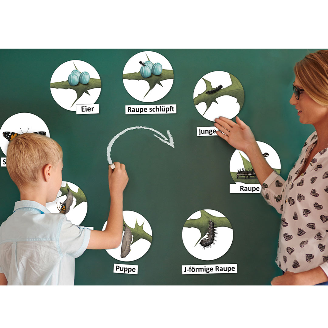 Lebenszyklus Schmetterling (magnetisch)