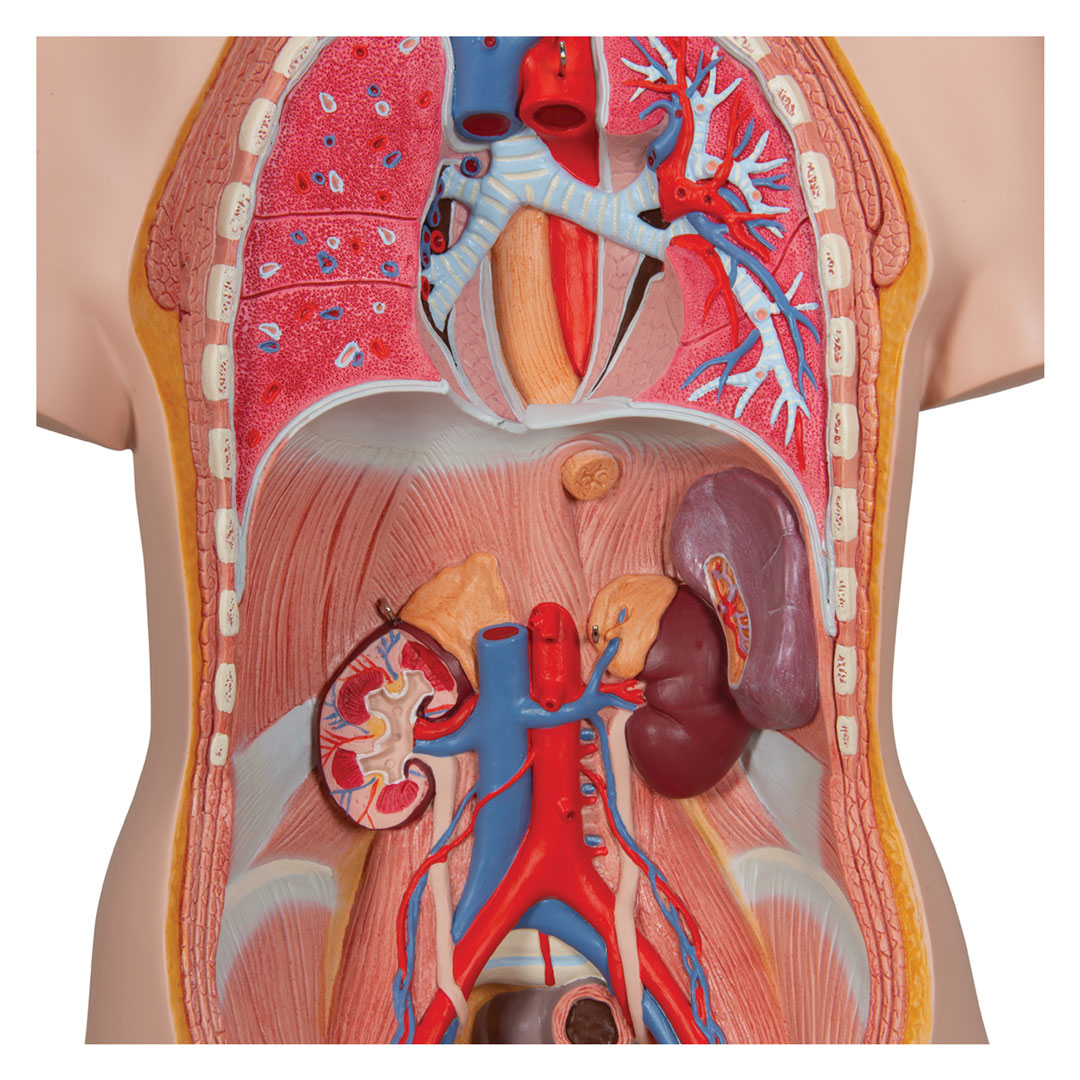 3B SCIENTIFIC Schultorso mit Kopf, 14-teilig (B13)