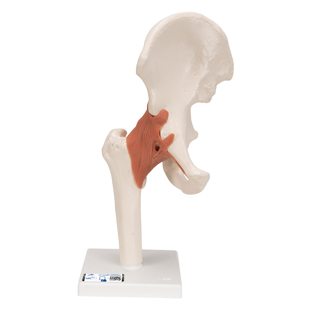 3B SCIENTIFIC Hüftgelenk, Funktionsmodell (A81)