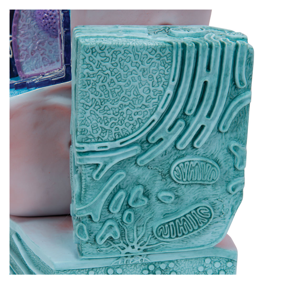 3B SCIENTIFIC Tierische Zelle, 2-teilig (R04)