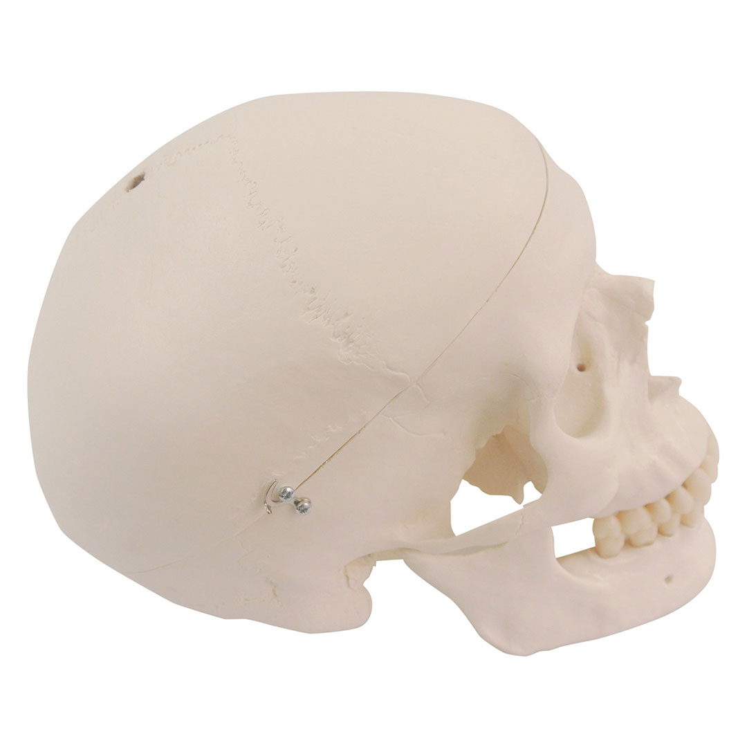 3B SCIENTIFIC Schädel, Ersatz zu Skelett Stan