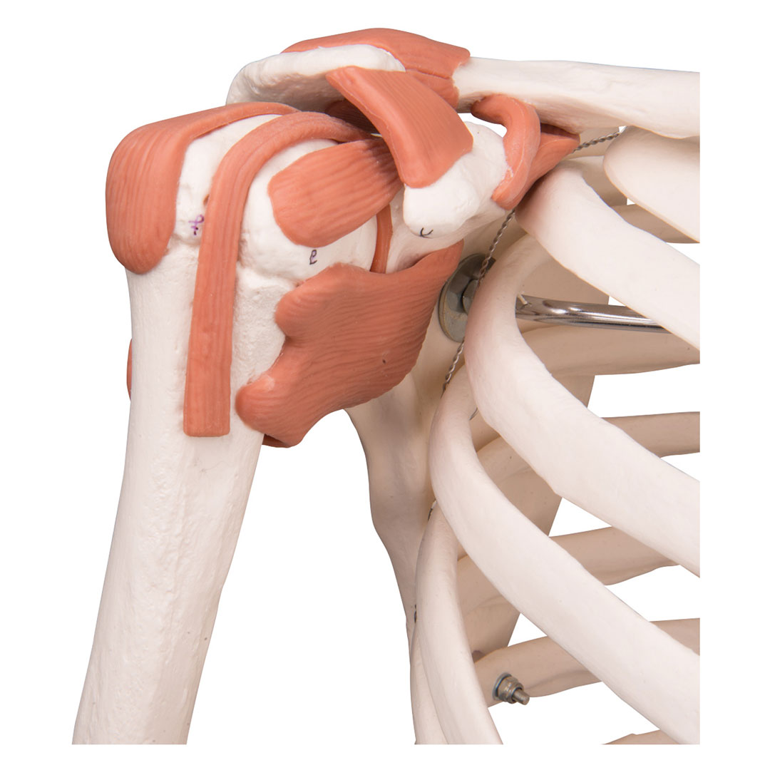 3B SCIENTIFIC Skelett Sam auf Hängestativ mit Bremse (A13/1) 3B SCIENTIFIC Skelett Sam auf Hängestativ mit Bremse (A13/1)