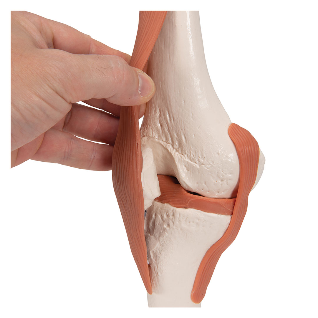 3B SCIENTIFIC Kniegelenk, Funktionsmodell (A82)