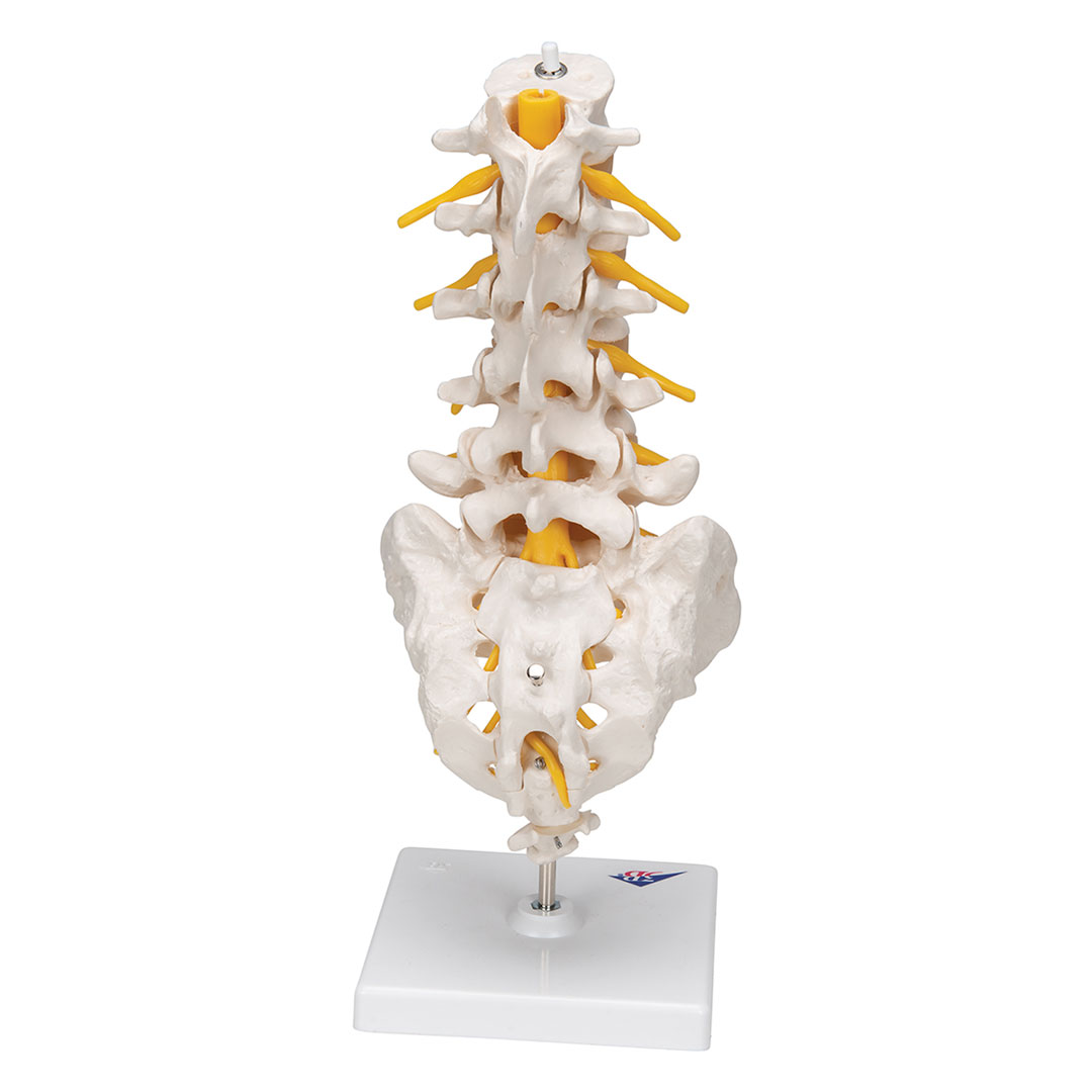 3B SCIENTIFIC Lendenwirbelsäule (A74)