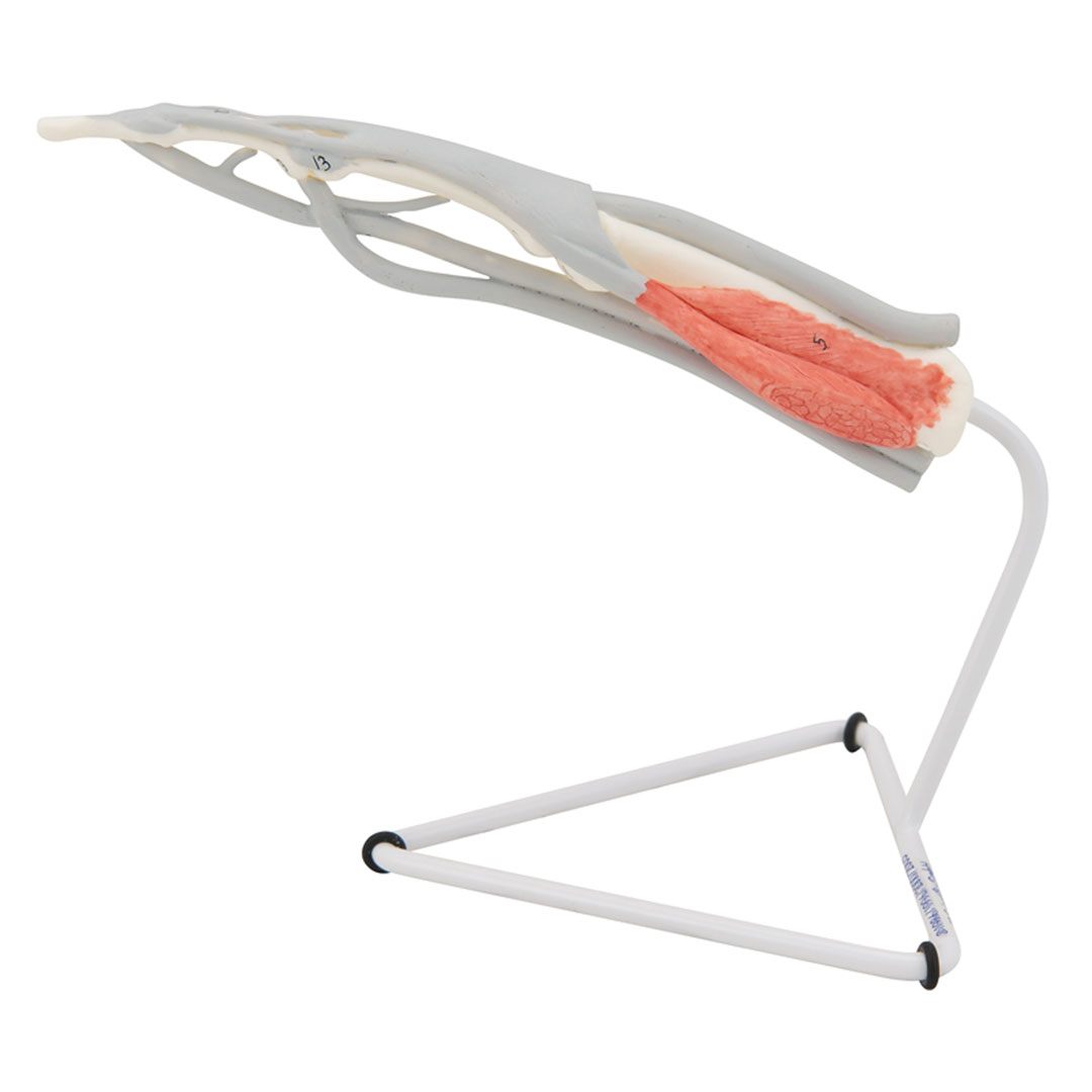 3B SCIENTIFIC Finger-Struktur-Modell, auf Stativ (M19)