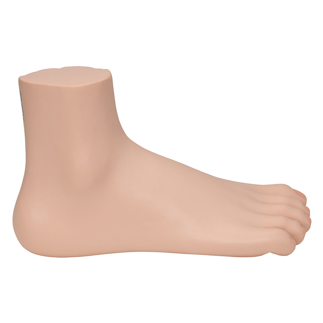 3B SCIENTIFIC Normalfuss, natürl. Grosse (M30)