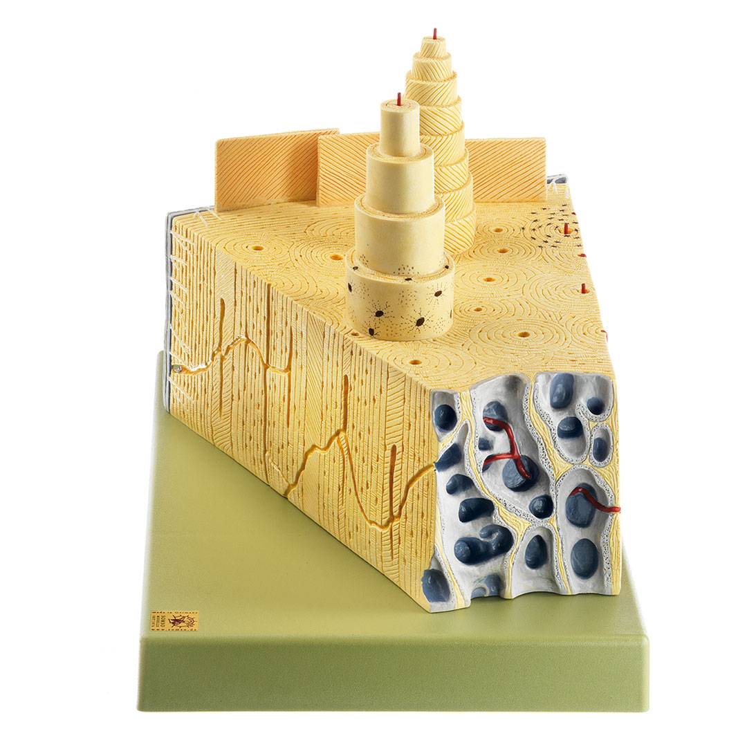 SOMSO® Aufbau des Knochens