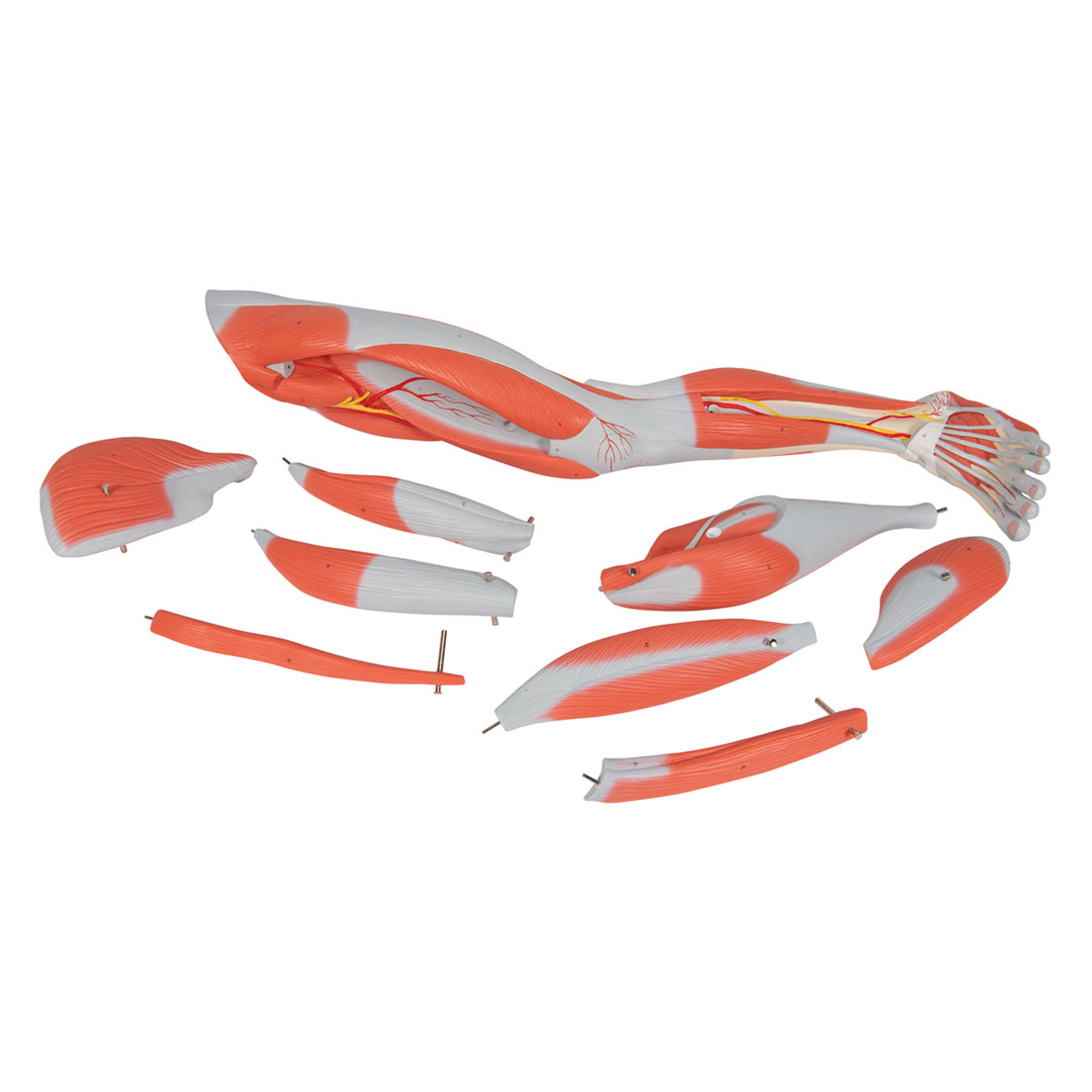 3B SCIENTIFIC Muskelbein 9-teilig (M20)