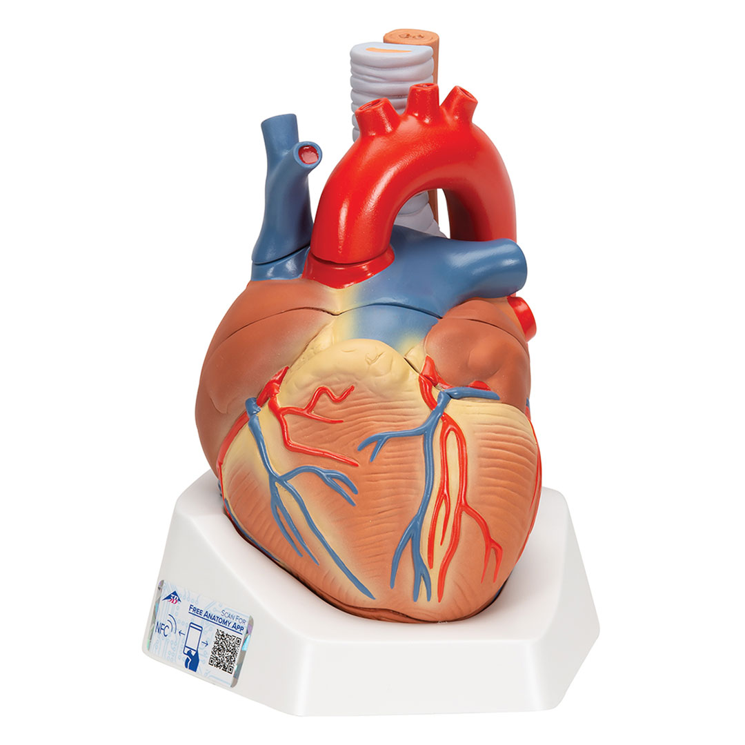 3B SCIENTIFIC Herz, natürl. Grösse, 7-tlg. (VD253)