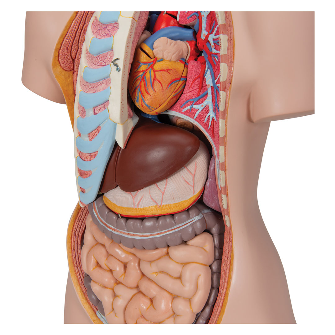 3B SCIENTIFIC Torso mit Kopf, 20-teilig (B17)