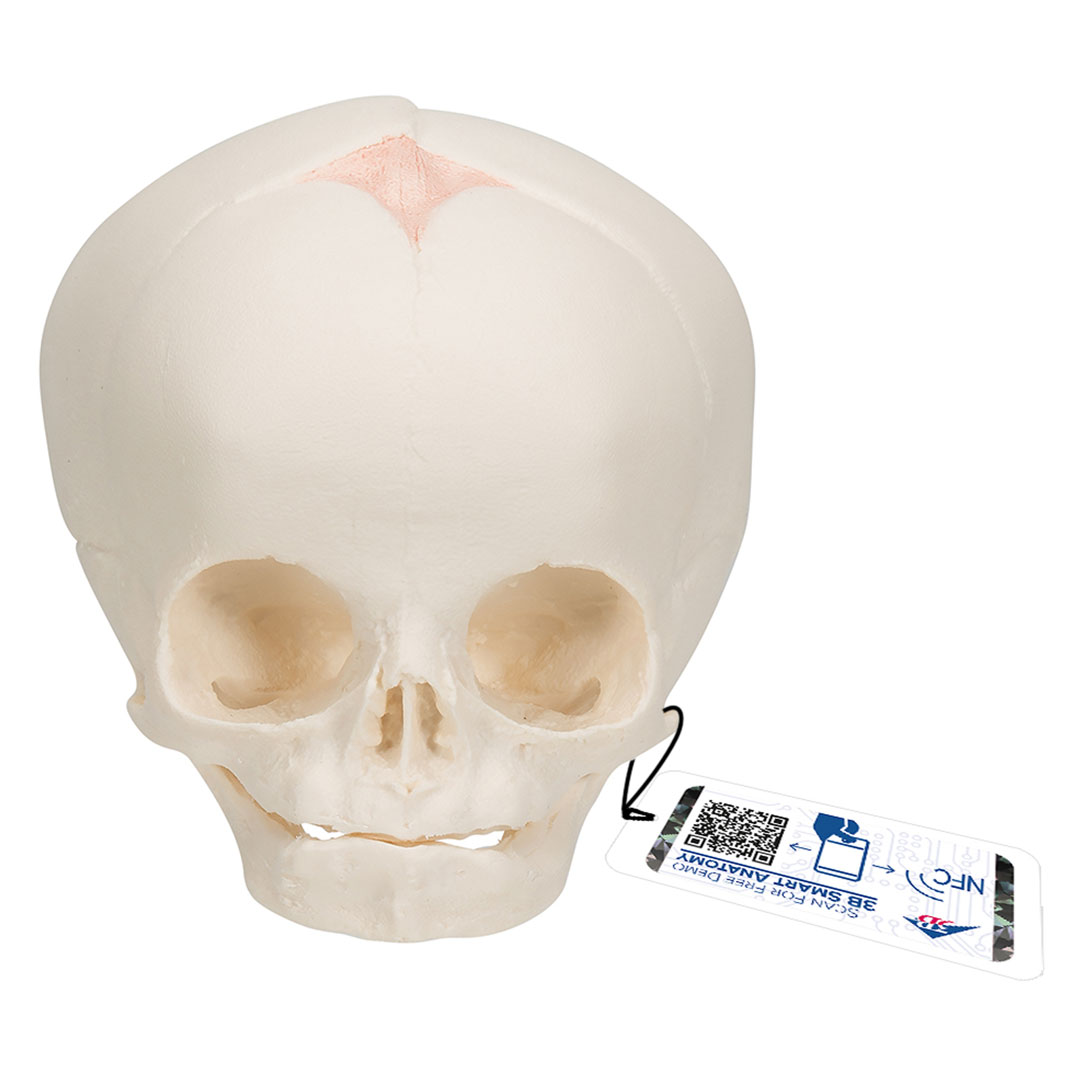 3B SCIENTIFIC Fetus-Schädel, 30.Schwangerschaftswoche (A25)