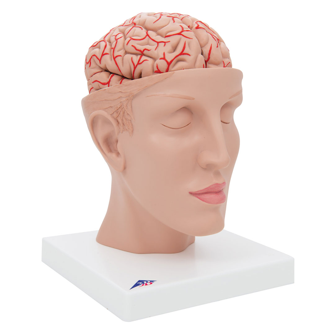 3B SCIENTIFIC Gehirn mit Arterien auf Kopfbasis,8-t. (C25)