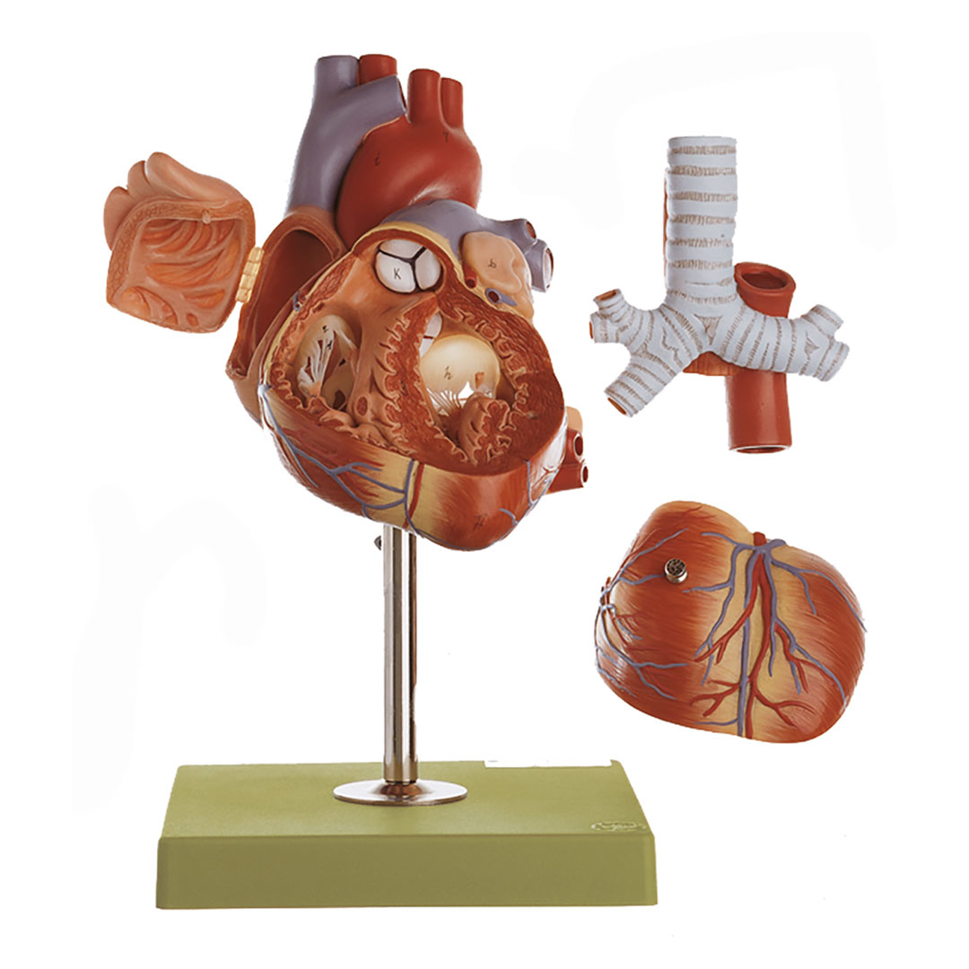 SOMSO® Herz, mit Teil der Luftröhre, 1,5xVerg