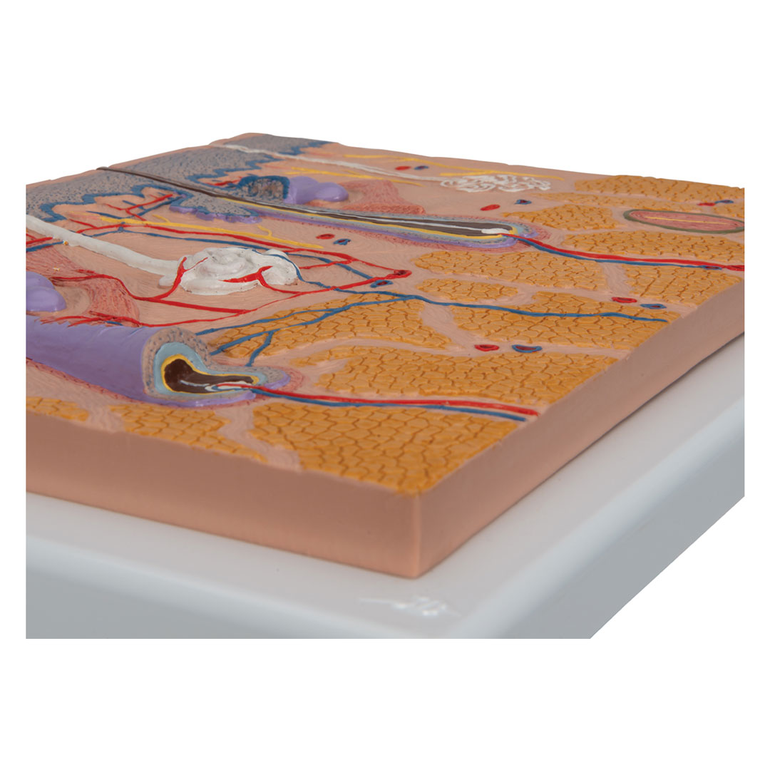 3B SCIENTIFIC Hautdurchschnitt, 70-fache Vergr. (J10)