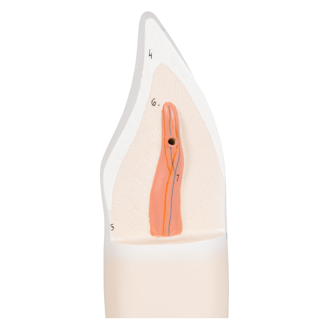 3B SCIENTIFIC Schneidezahn, unten (D10/1)