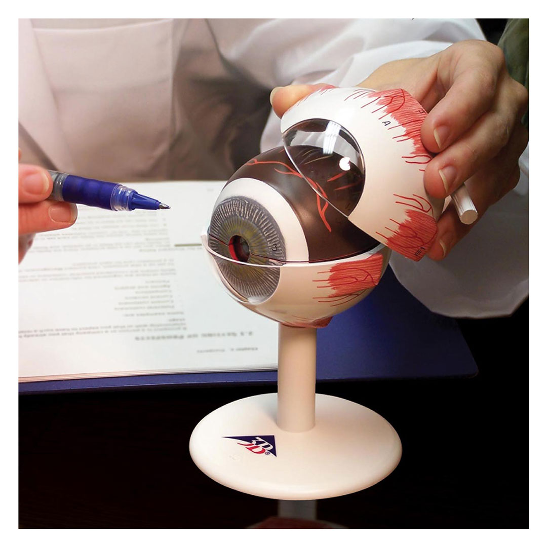 3B SCIENTIFIC Auge, 3-fache Grösse, 6-teilig (F15)