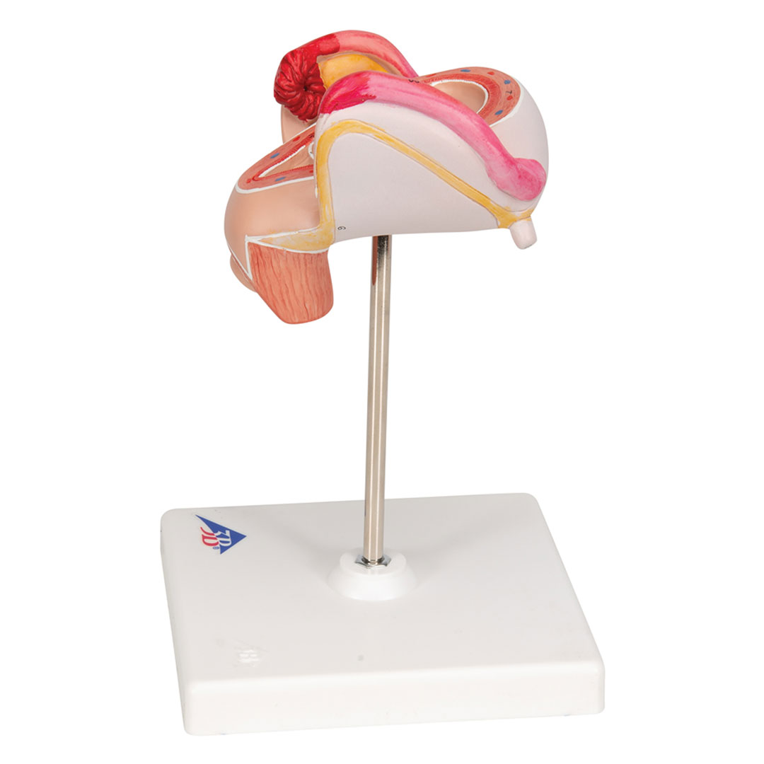 3B SCIENTIFIC Uterus mit Embryo, 2. Monat (L10/2)