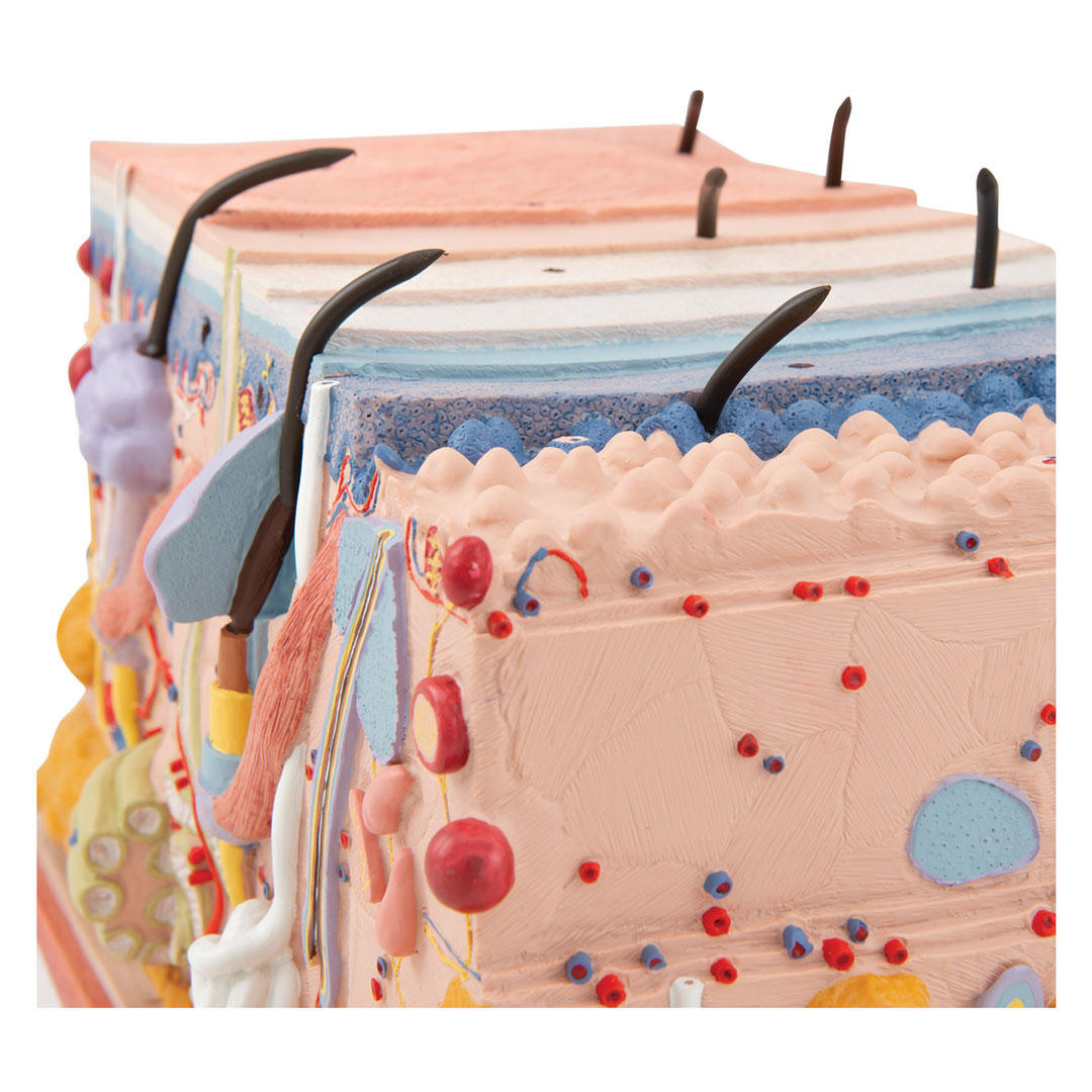 3B SCIENTIFIC Haut, Blockmodell, 70-fache Grösse (J13)