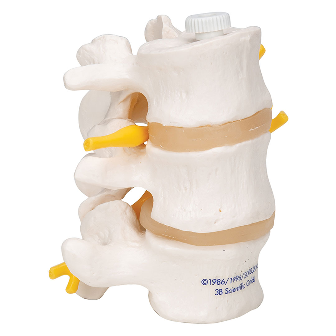 3B SCIENTIFIC 3 Lendenwirbel, elastisch mont. (A76/8)
