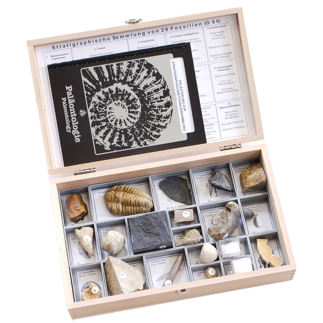 Fossiliensammlung 20 Fossilien,  (U75020) Grösse: 19.5x32x6.5cm