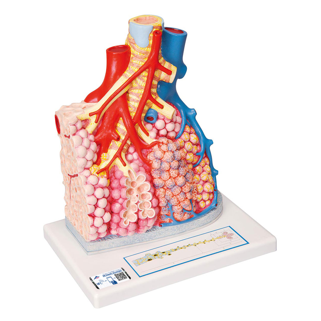 3B SCIENTIFIC Lungenläppchen (G60)