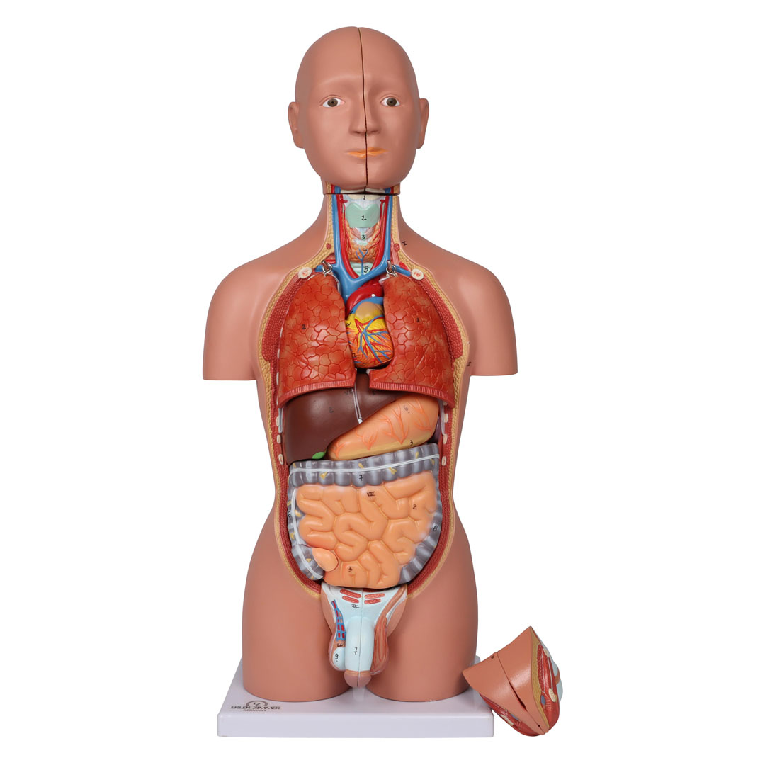 ERLER ZIMMER Miniaturtorso, 16-teilig, zweigeschlechtig