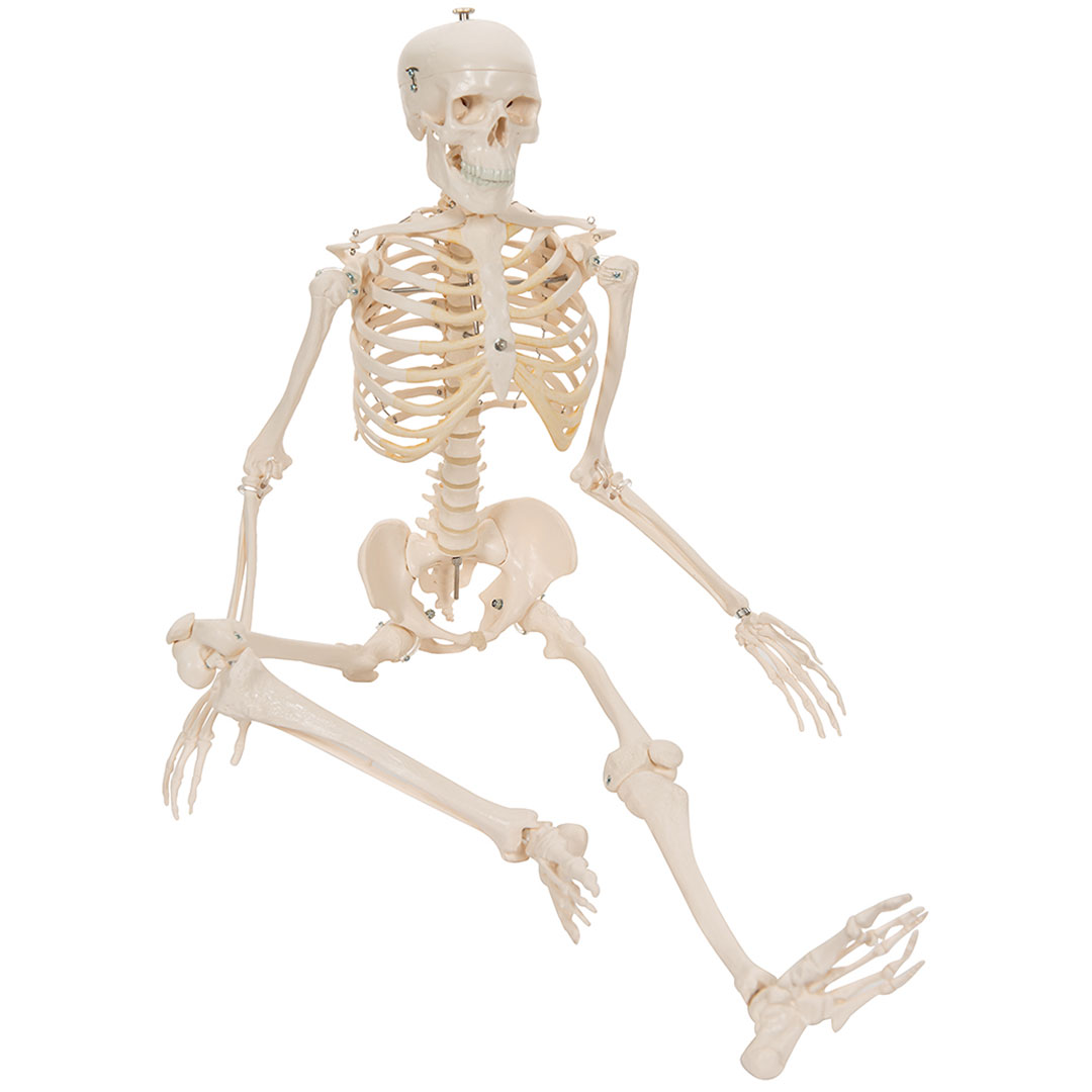 3B SCIENTIFIC Miniskelett Shorty auf Sockel (A18)