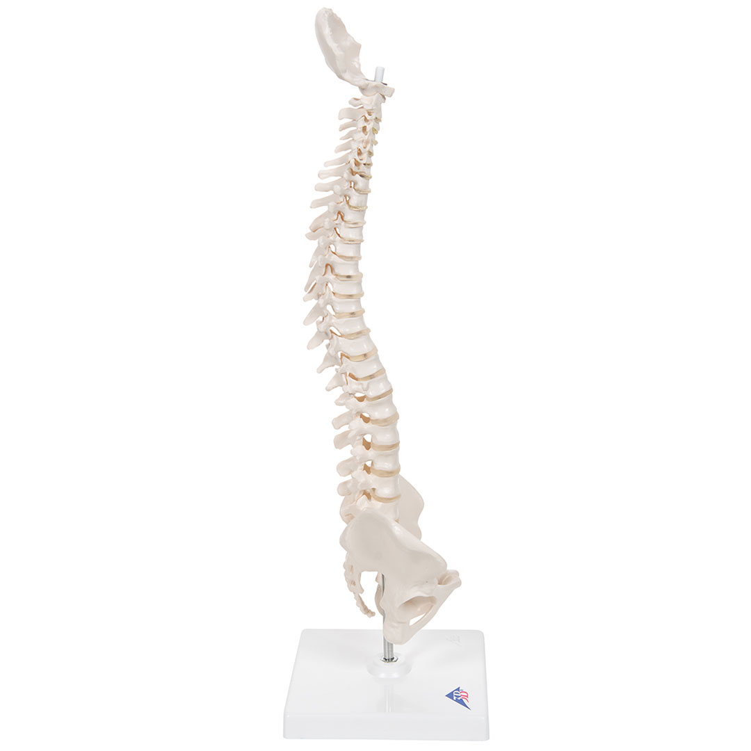 3B SCIENTIFIC Mini-Wirbelsäule auf Stativ (A18/21)