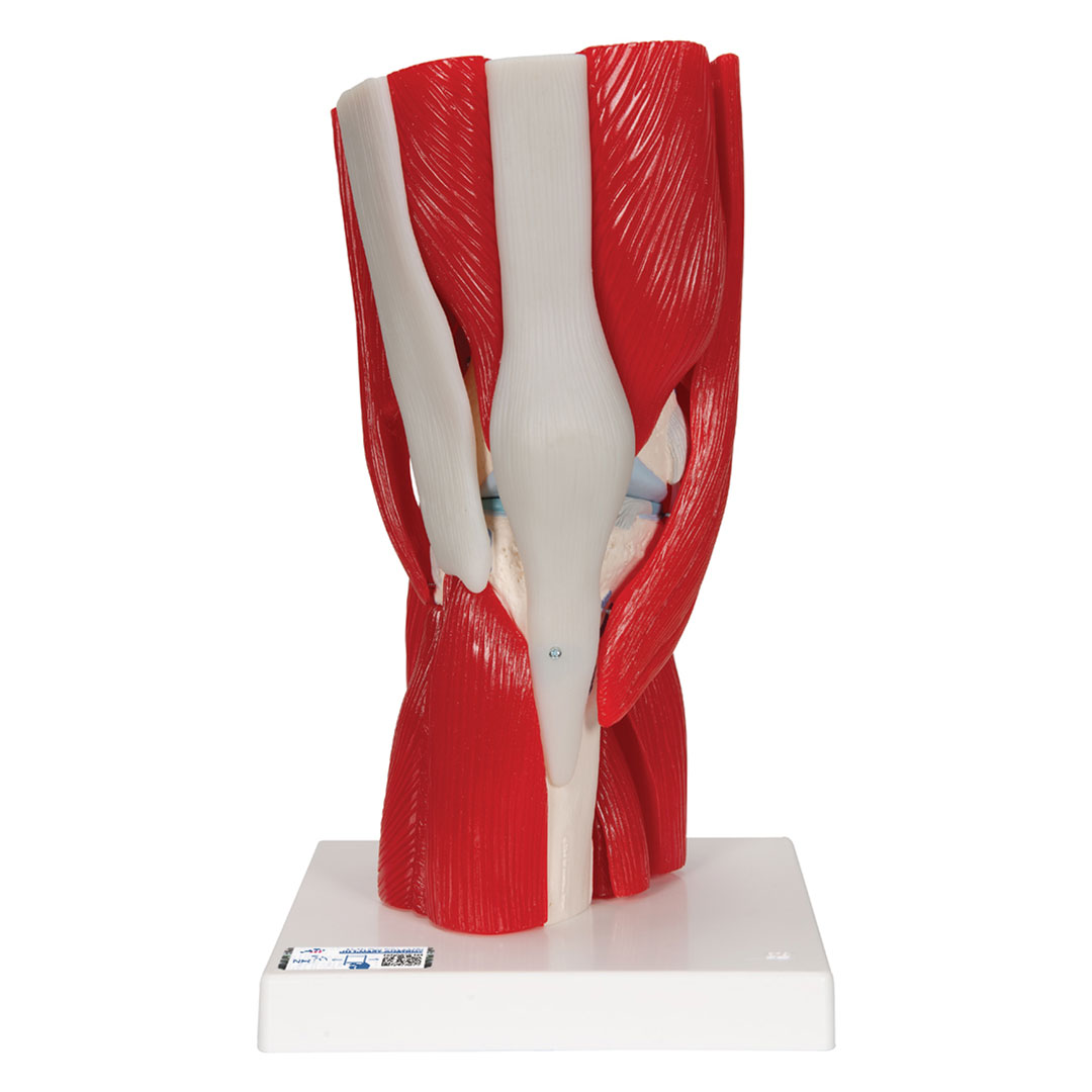 3B SCIENTIFIC Kniegelenk, 12-teilig, Grösse 33x17x17cm (A882)