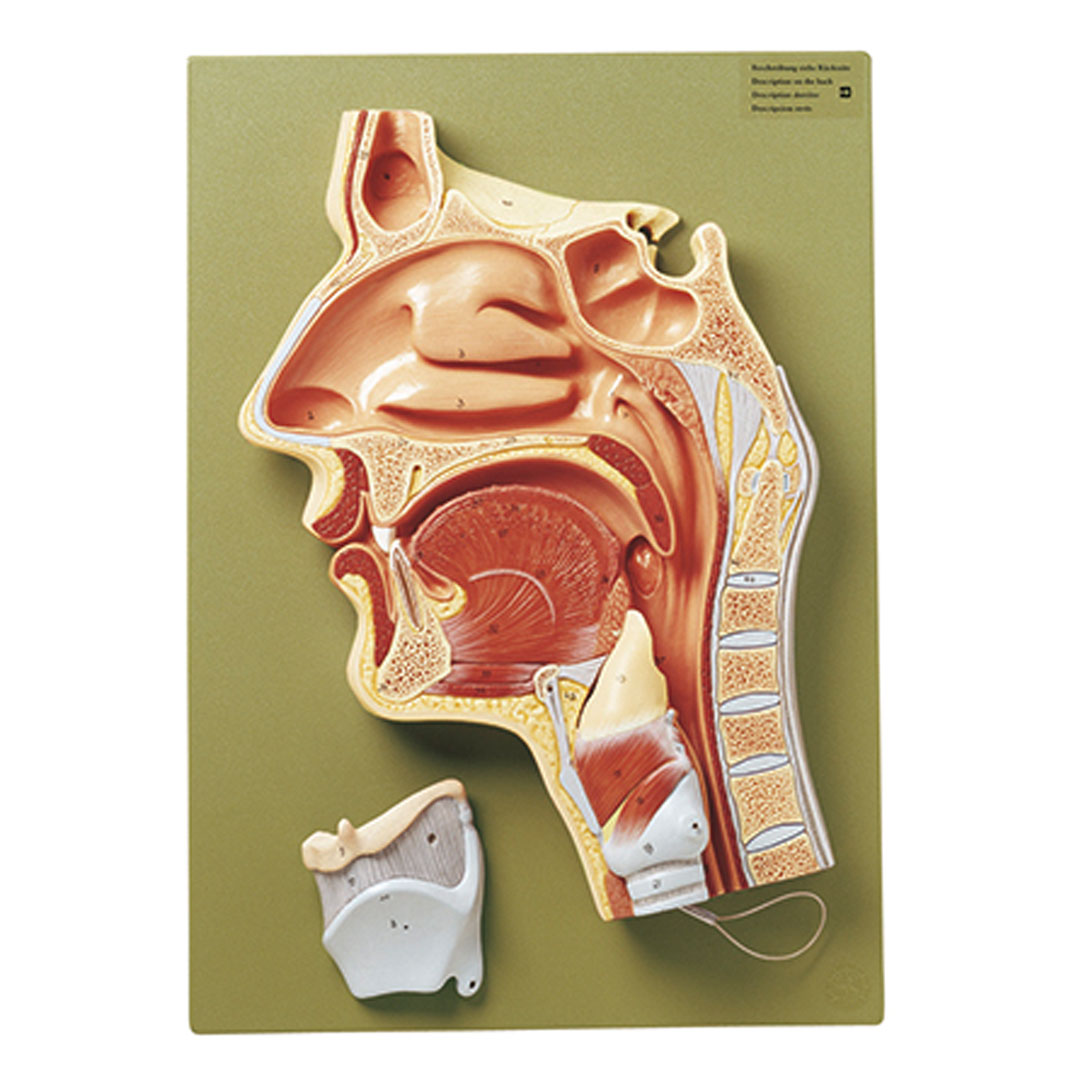 SOMSO® Medianschnitt Nasen-/Mund-/Rachenhöhle