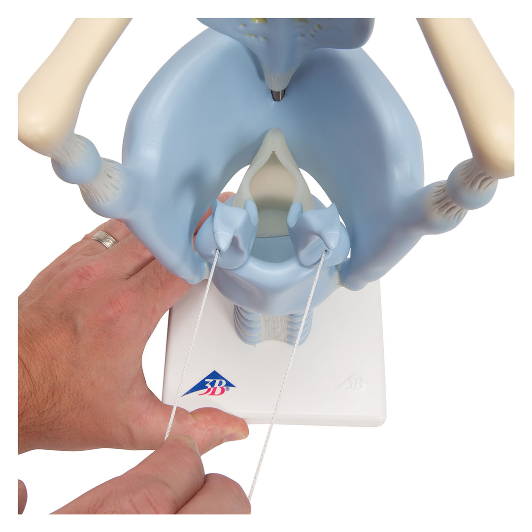 3B SCIENTIFIC Kehlkopf, Funktionsmodell, 3 fache Gr. (VC219)