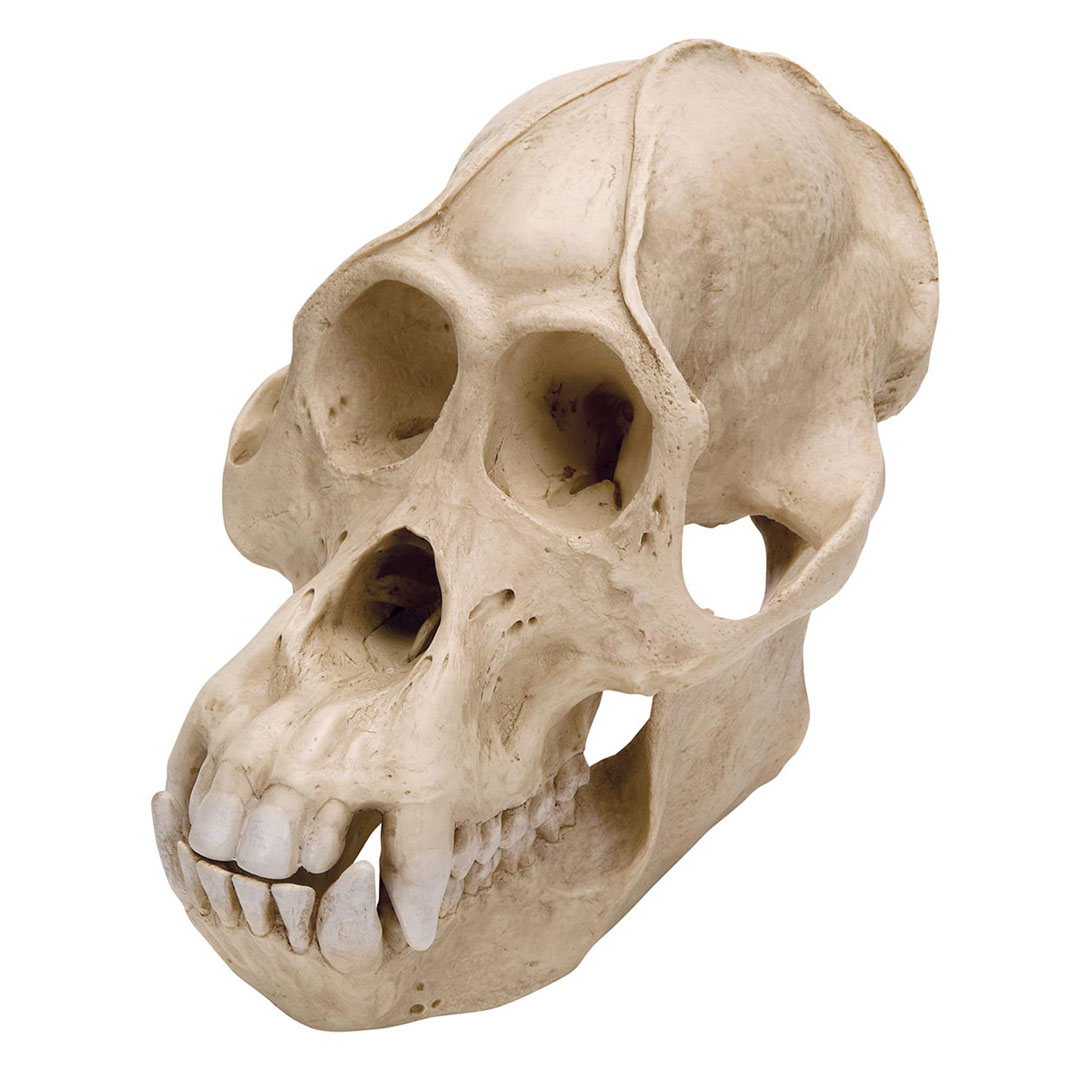 3B SCIENTIFIC Orang Utan Schädel, männlich (VP761/1)