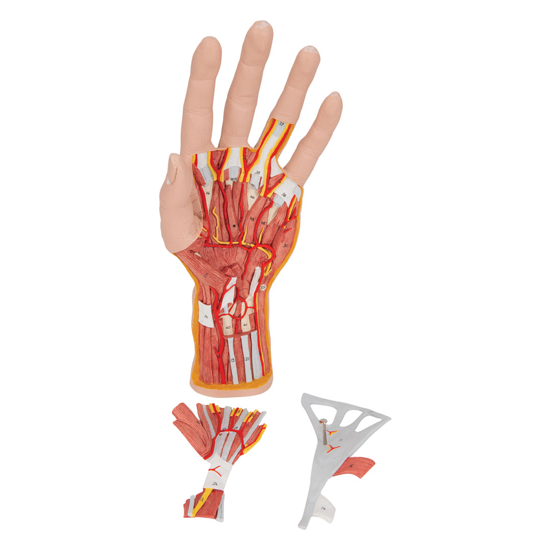 3B SCIENTIFIC Hand-Struktur-Mod., 3-tlg. (M18)